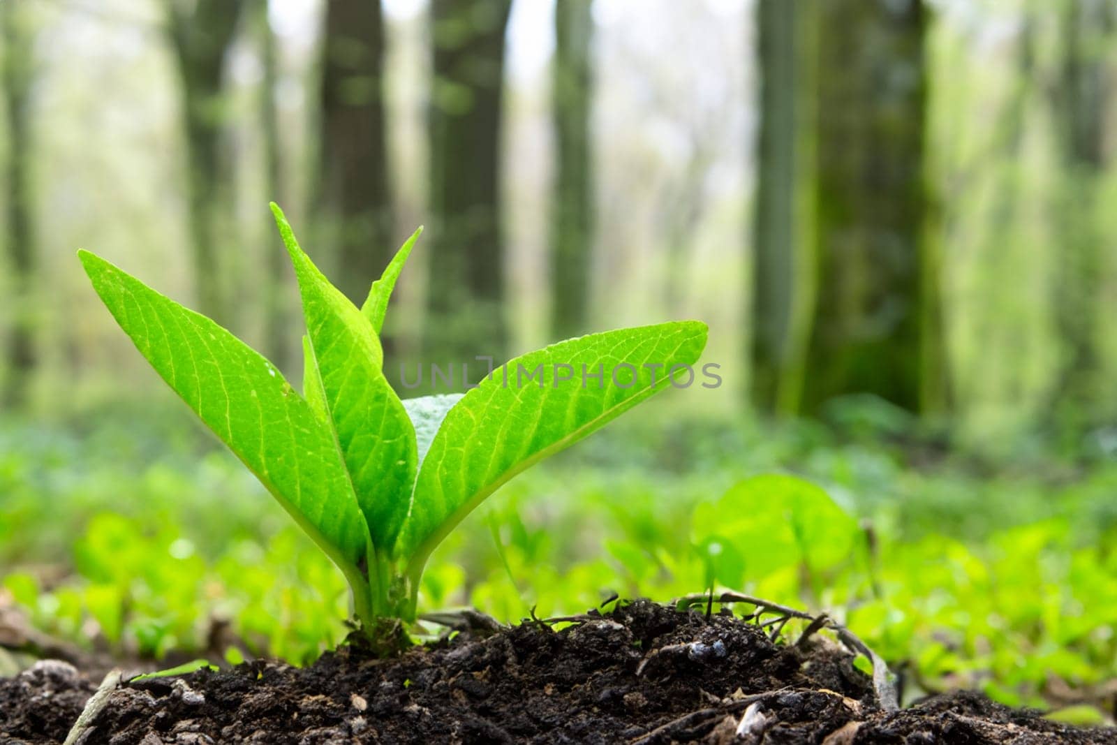 new green young plant growing out of the ground as sign for new life in the forest in spring ai generated