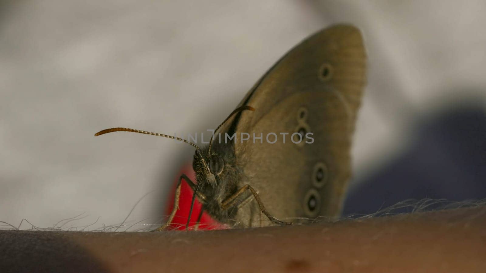 Close-up of butterfly sitting on man's hand. Creative. Butterfly sits on hand on sunny day. Interaction of macrocosm of summer meadow and man.