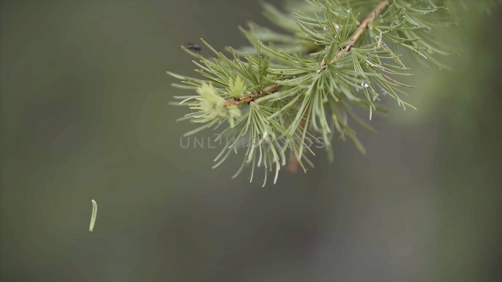 Close up of green spruce branch and a small caterpillar hanging on the web on green blurred background. Green caterpillar hanging from the pine tree in coniferous forest.