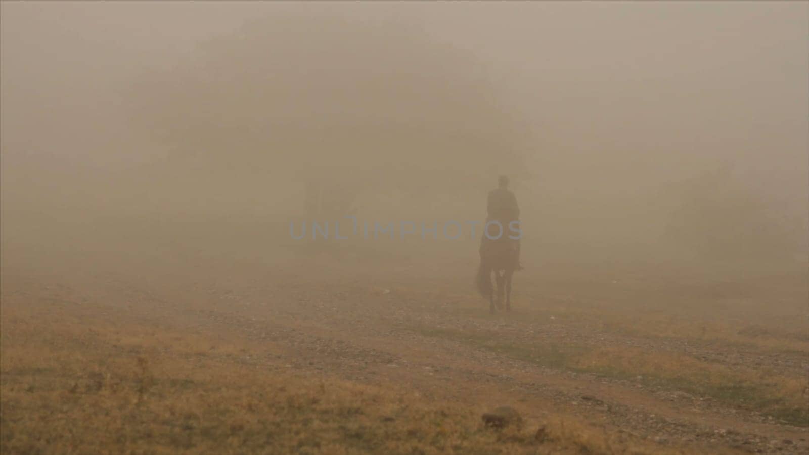 Man riding dark brown horse across field near big tree in thick fog. Cowboy is riding the horse fast in low evening light.