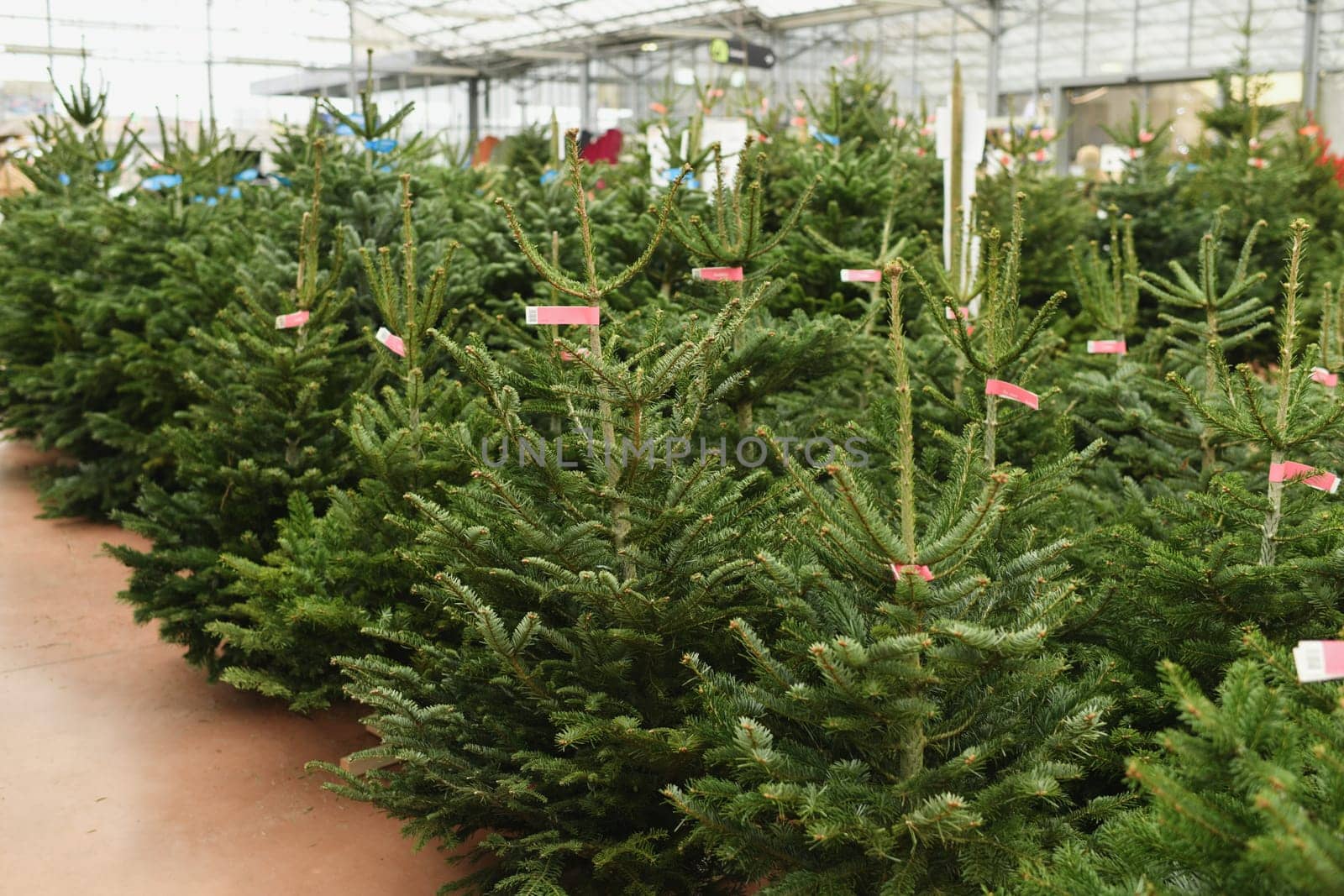 Christmas trees with tags for sale on a shop by Godi