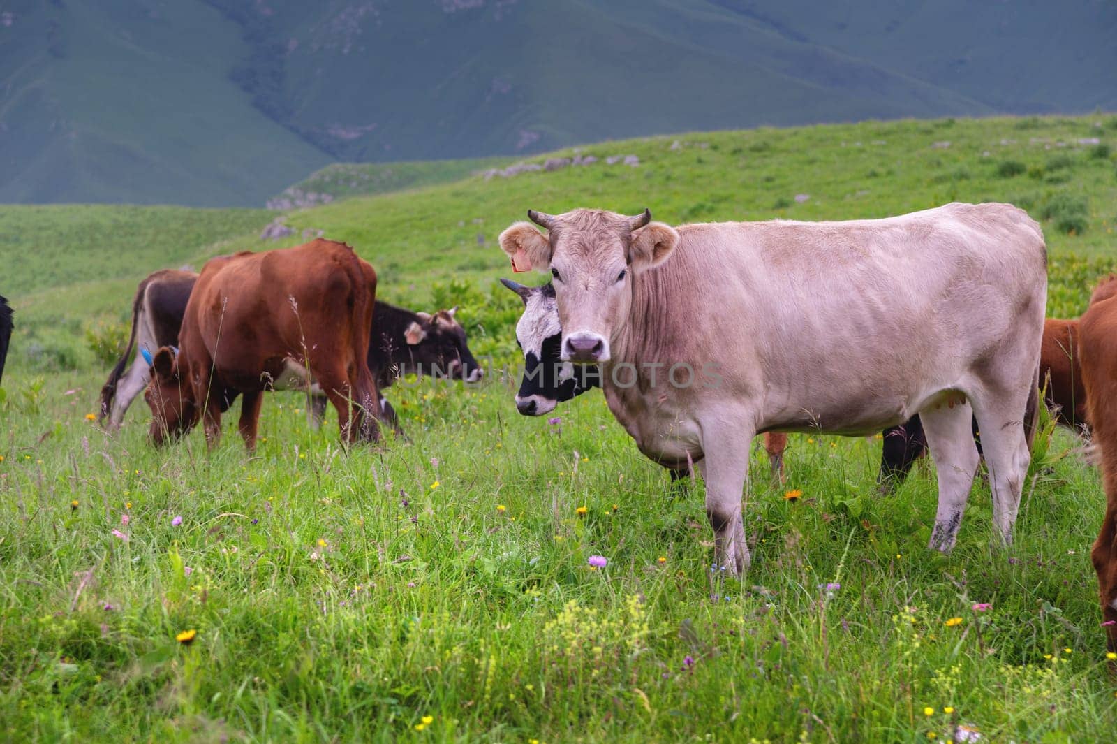 herd of cows in a meadow in a beautiful mountain landscape. livestock grazing on green pasture by yanik88