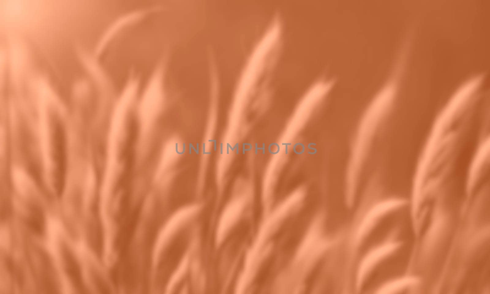 Peach Fuzz grasses with spikelets of beige color close-up. Abstract natural background of soft plants monochrome color 2024. High quality photo