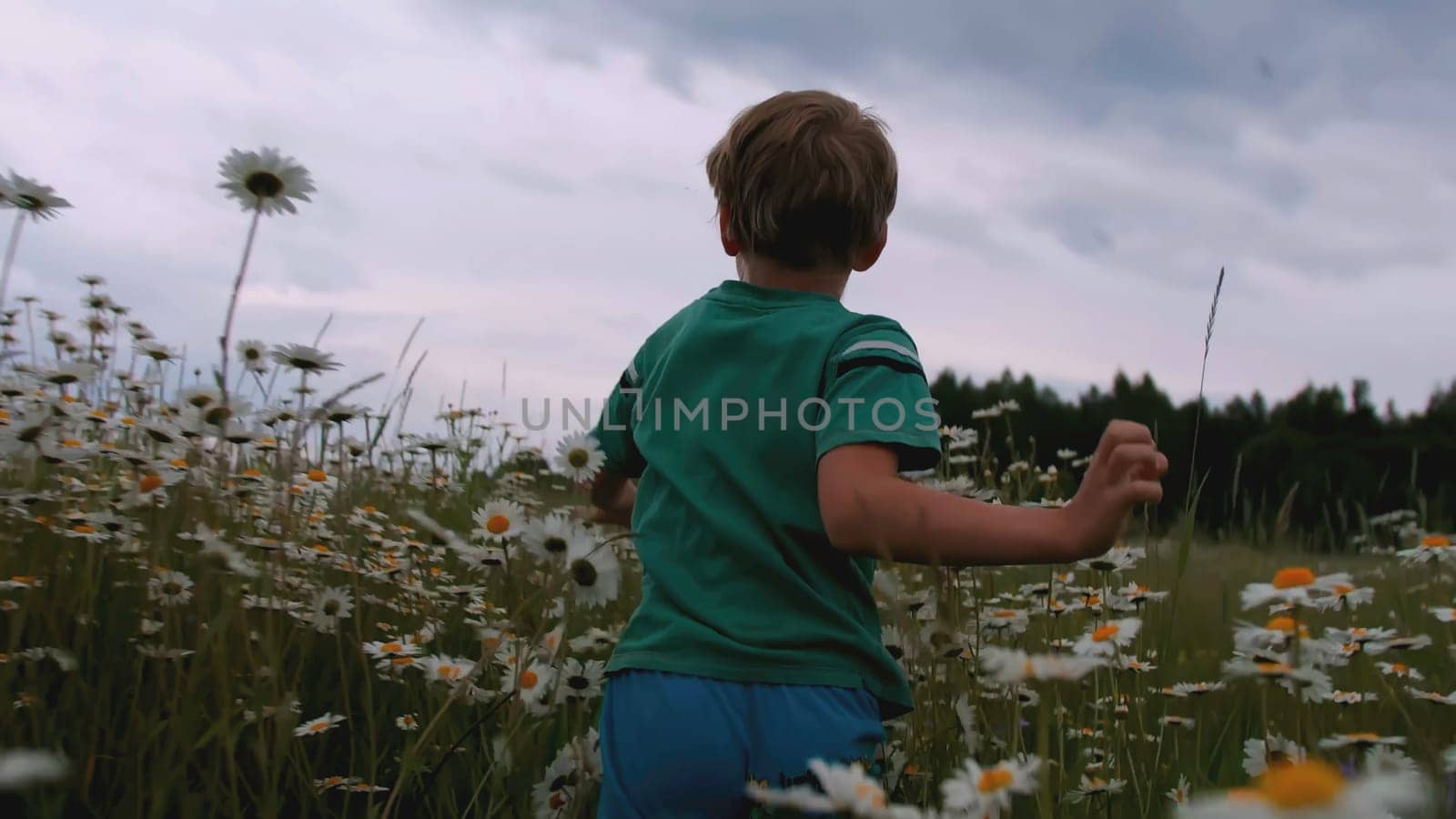 The boy runs through the meadow with flowers. CREATIVE. Rear view of a child running through a field of daisies. A child in blue clothes runs through the tall grass with daisies.