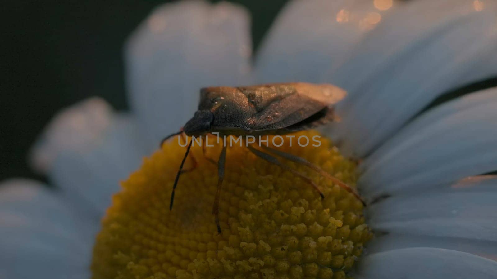 Close-up of beetle on daisy. Creative. Brown beetle moves on chamomile in rays of setting sun. Beautiful life of macrocosm in summer meadow.