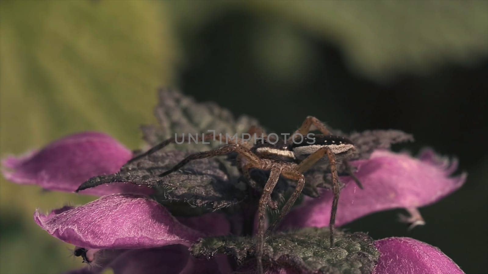 A macro image of the spider sitting on a flower with purple petals. Close up of small insect on a soft blossoming flower on blurred field background, natural landscape.