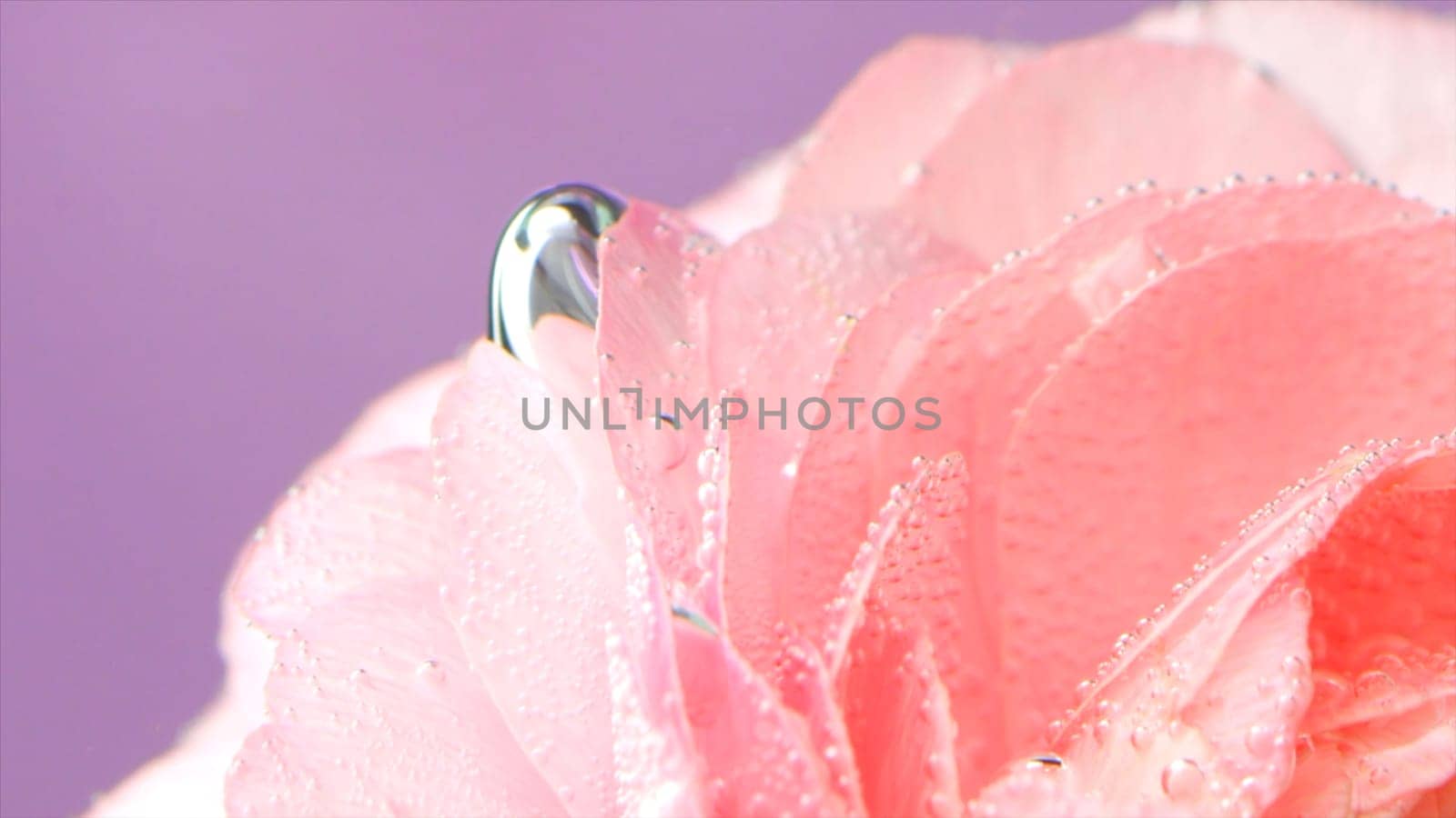 Bubbles on rose under water. Stock footage. Delicate rose petals with bubbles or drops. Pink rose with refreshing bubbles on petals in clear water.