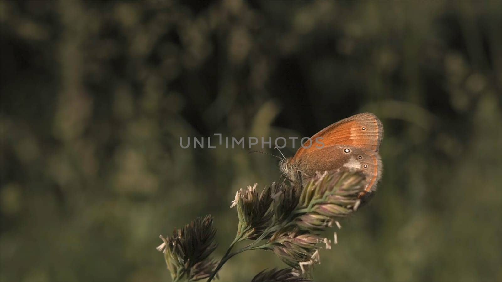 Close up of a butterfly in a blooming field sitting on a flower. Gentle natural floral background in beautiful summer meadow with flowers and green grass.