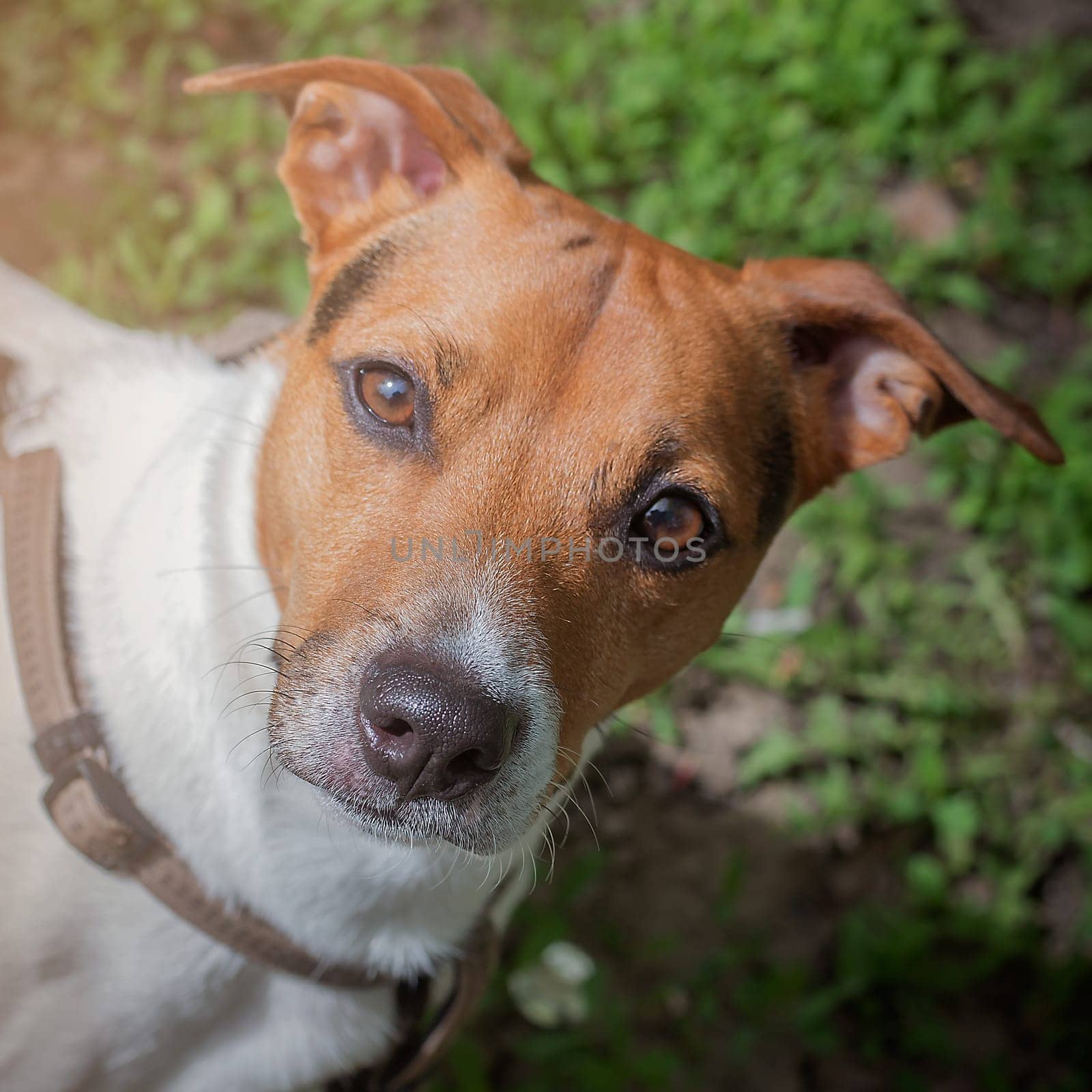 A curious look from a dog. Pet. Four-legged friend. Close up portrait of dog Jen Russell Terrier. Photo aspect ratio 1:1