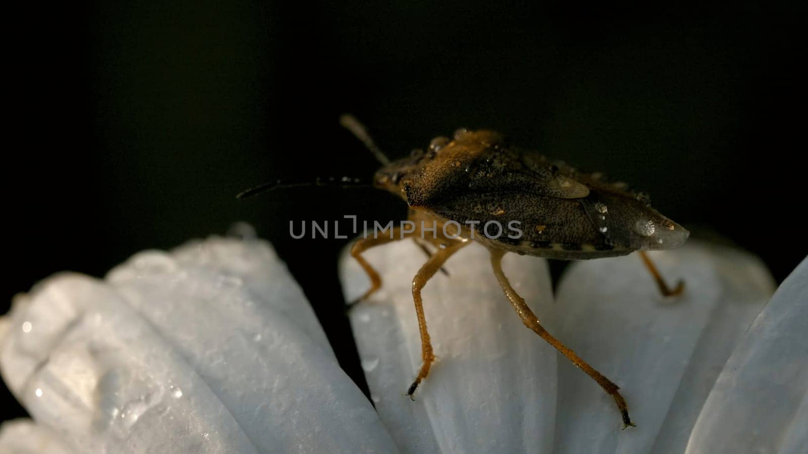A beetle on a daisy flower with water drops. Creative. Close up of an insect crawling on soft white petals of a flower