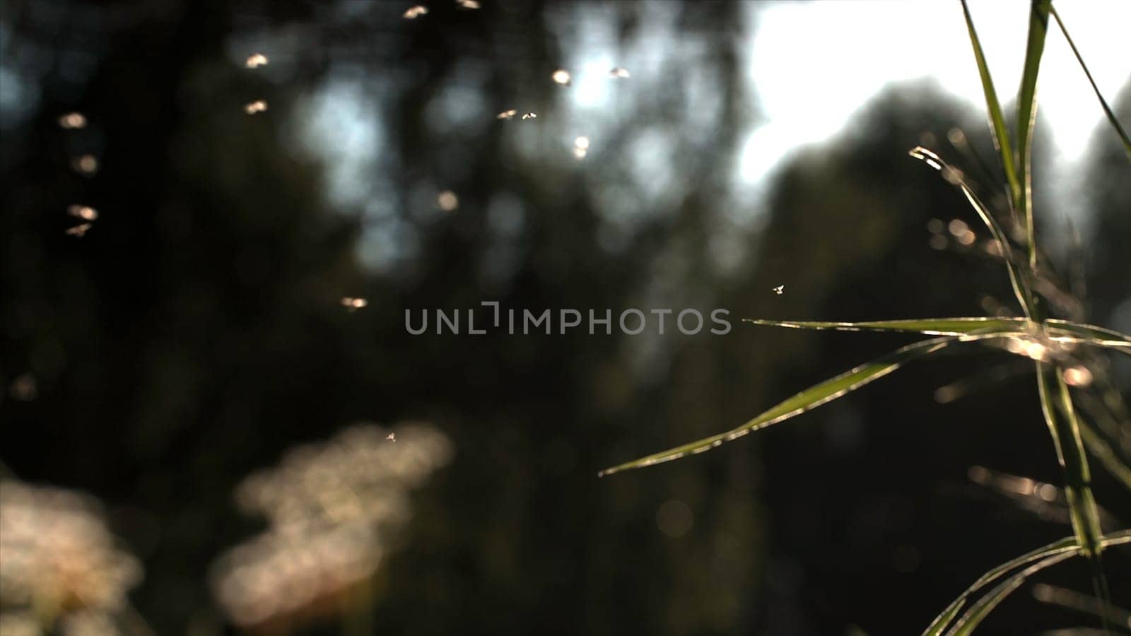 Midges fly in the evening green field in sunlight. Creative. Many small insects are gathered in one place in front of green trees are out of focus