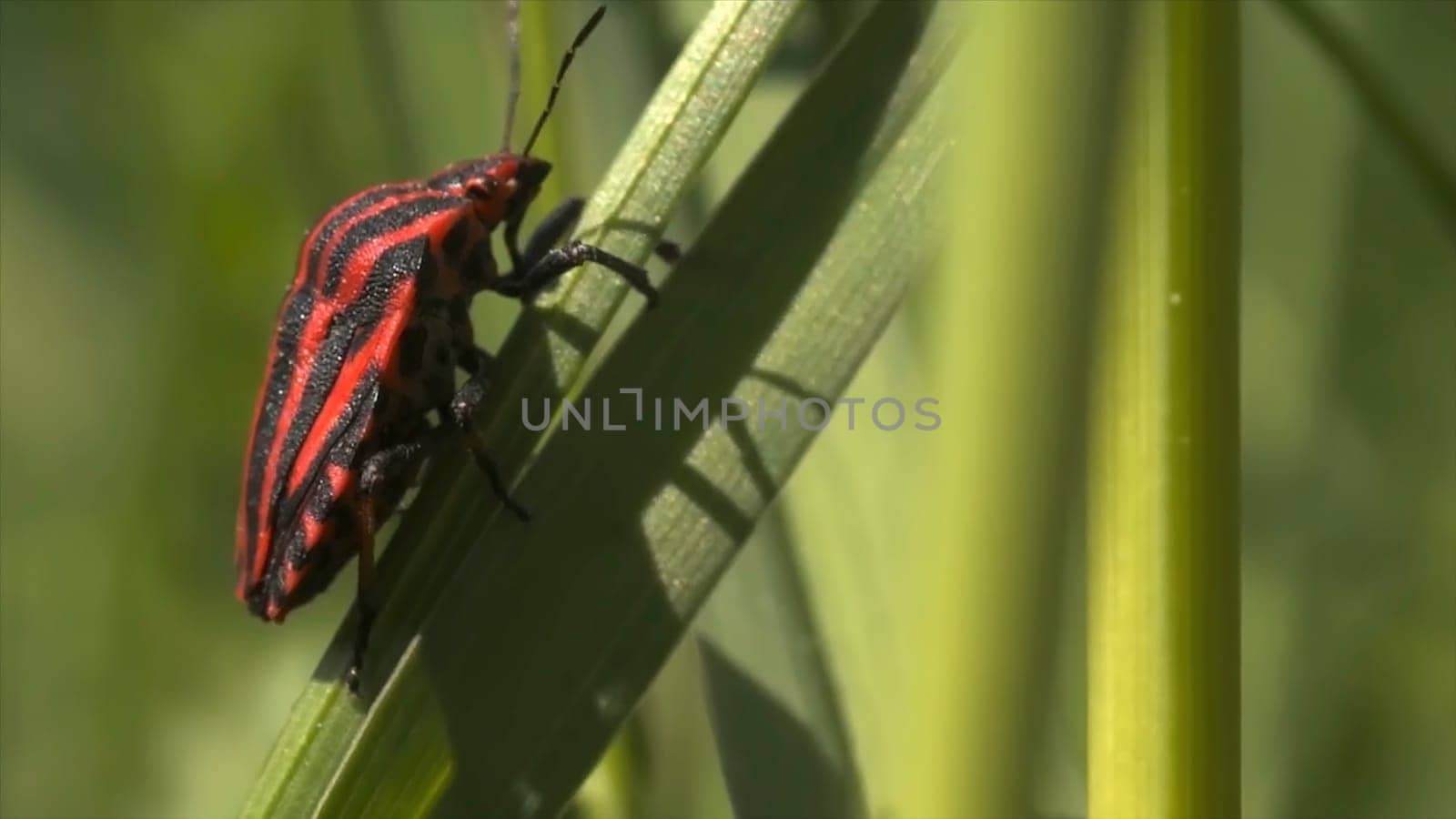 Butterfly and bugs sitting on flowers and grass. Natural landscape, close up of an orange and black small butterfly, red and black bug, and a dragonfly on green grass background.