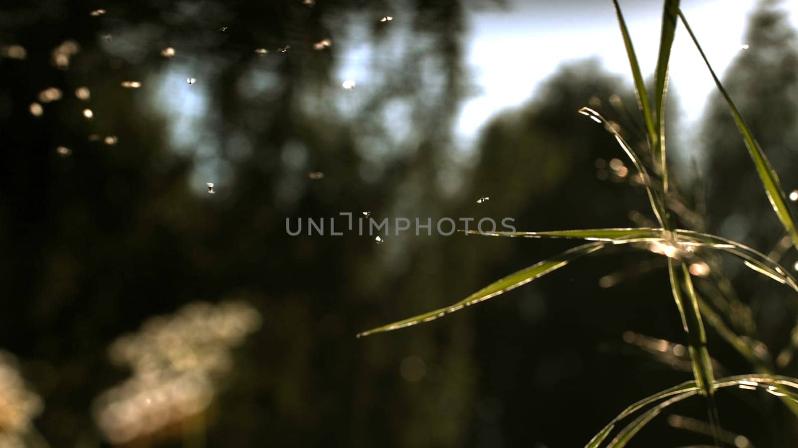 Flies flying over the green grass. Action. Small black insects fly on the green grass under the rays of the sun. High quality FullHD footage