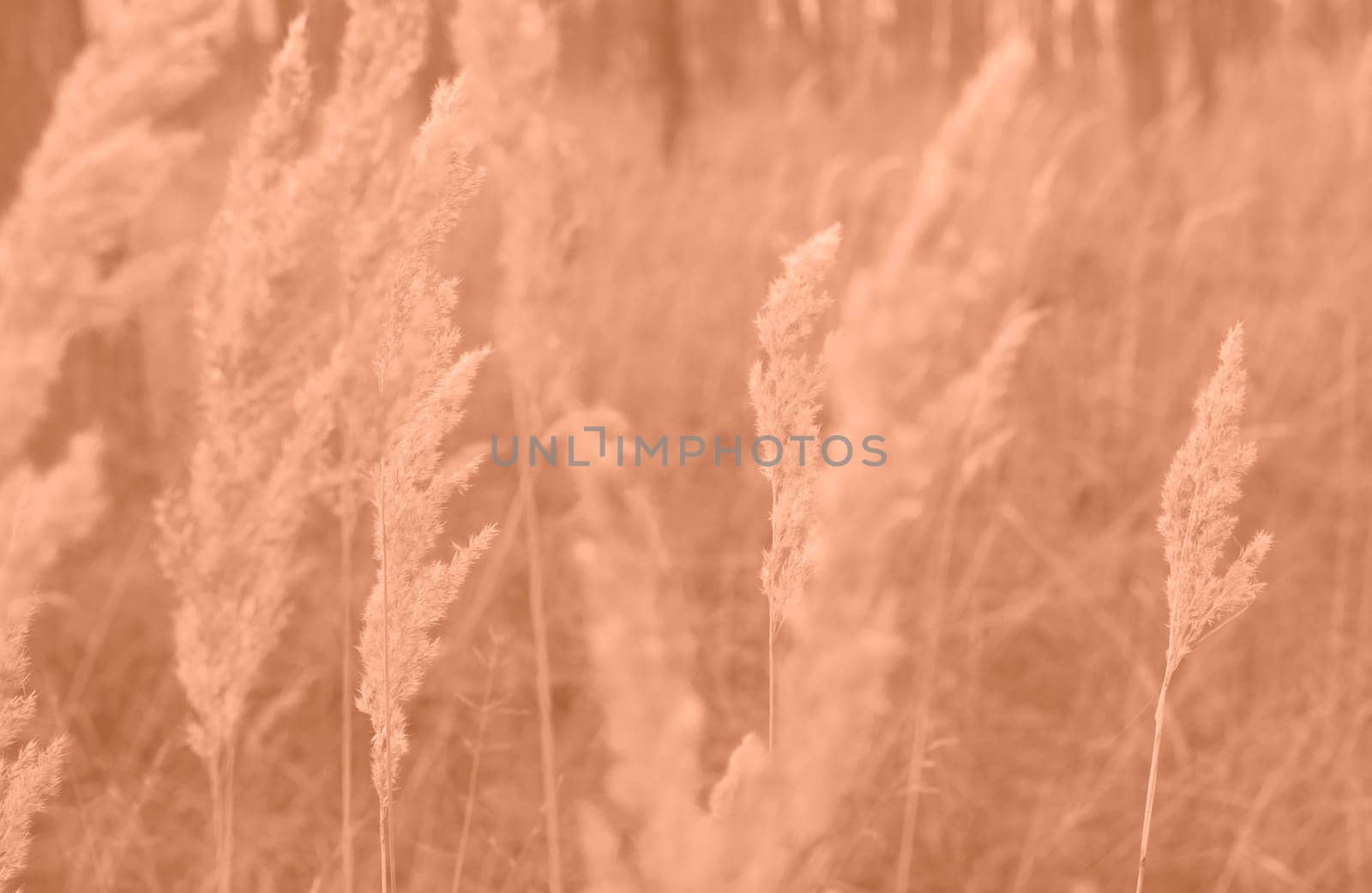 Peach Fuzz grasses with spikelets of beige color close-up. Abstract natural background of soft plants monochrome color 2024. by kizuneko