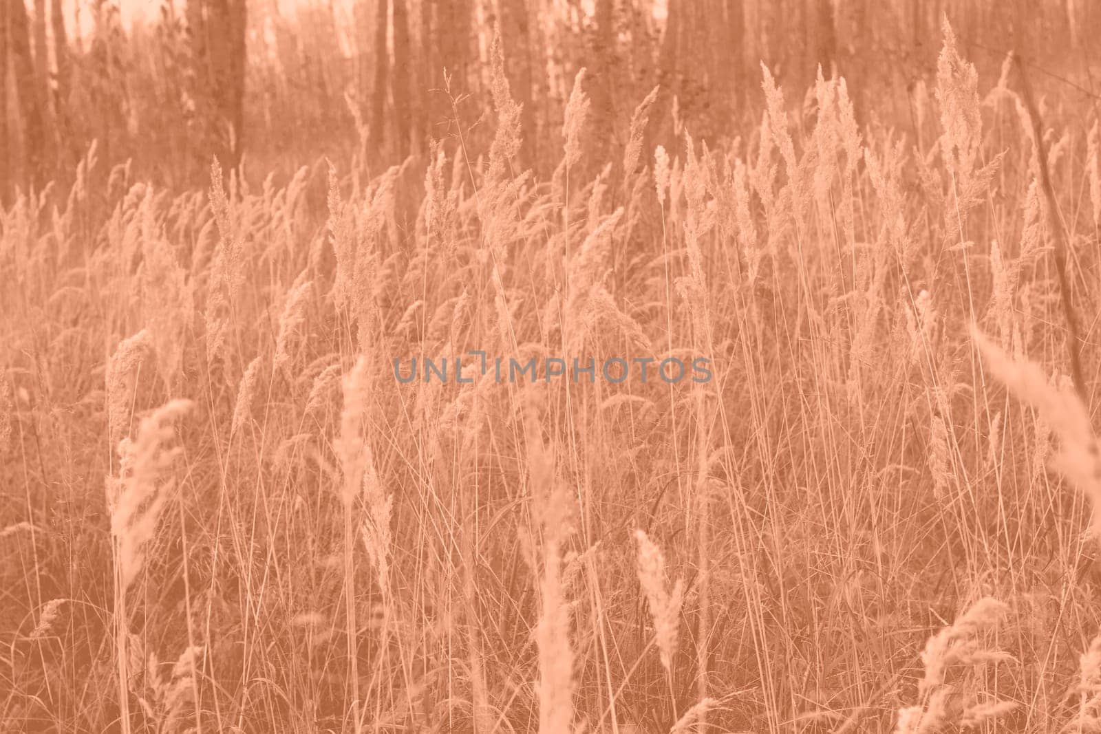 Peach Fuzz grasses with spikelets of beige color close-up. Abstract natural background of soft plants monochrome color 2024. by kizuneko