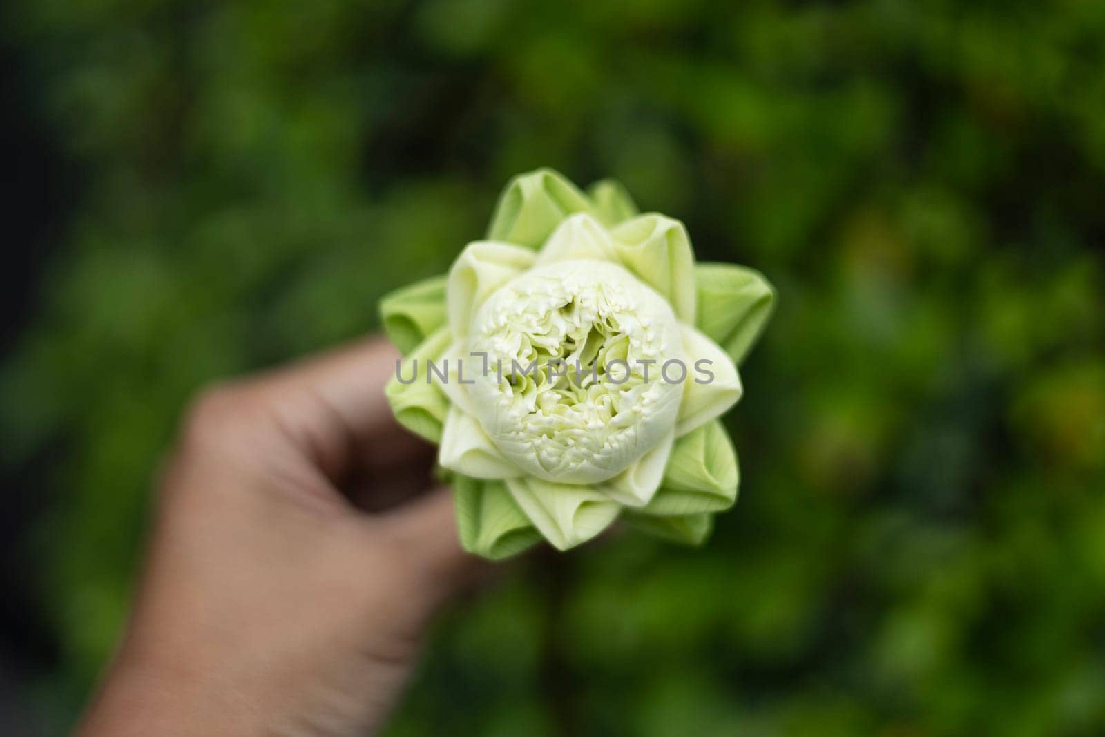 Close Up Of Lotus Bud In Hand by urzine