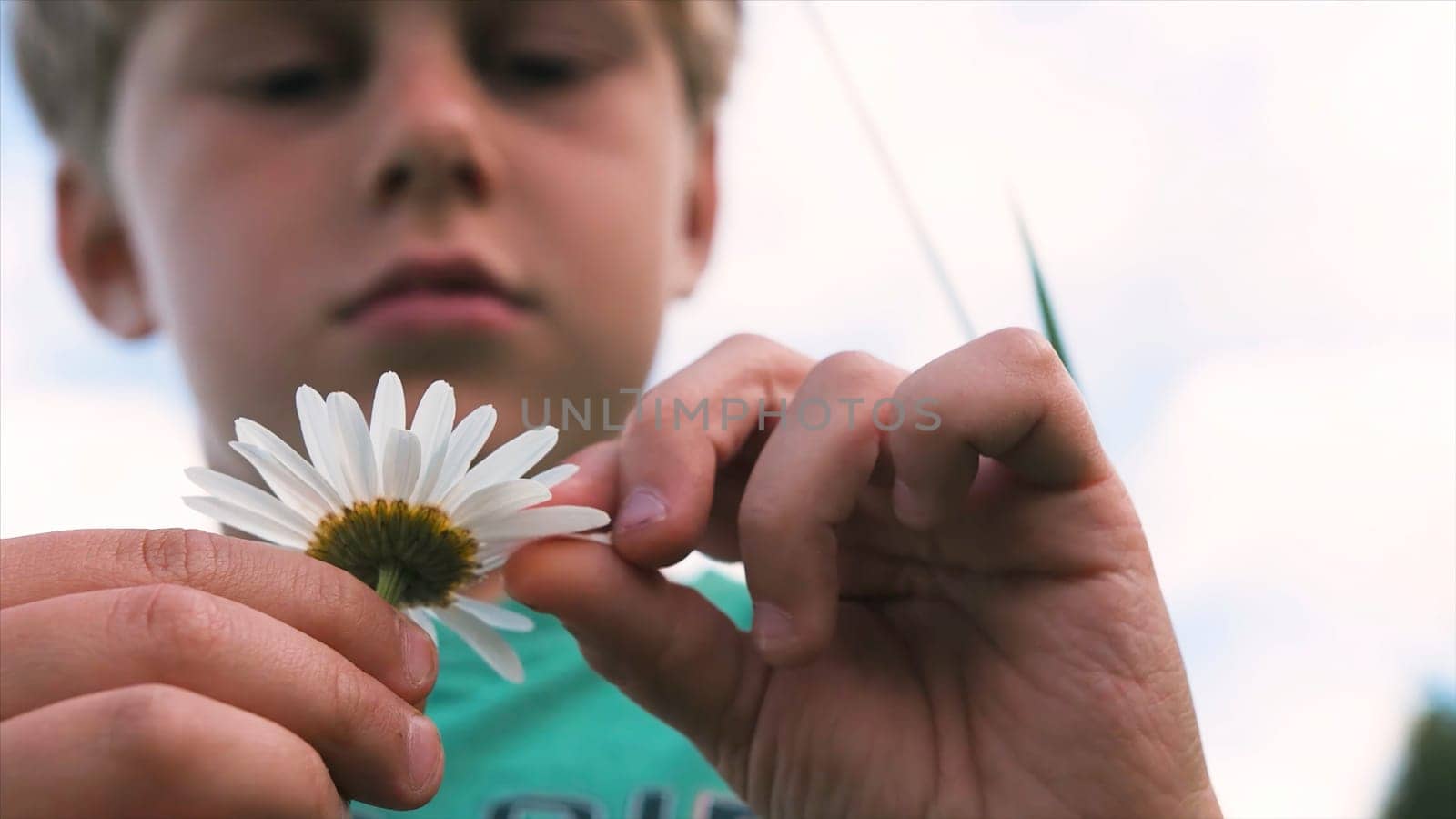 Boy tearing off petals of daisy. Creative. Close-up of boy guessing on daisy. Divination and superstition on chamomile petals.