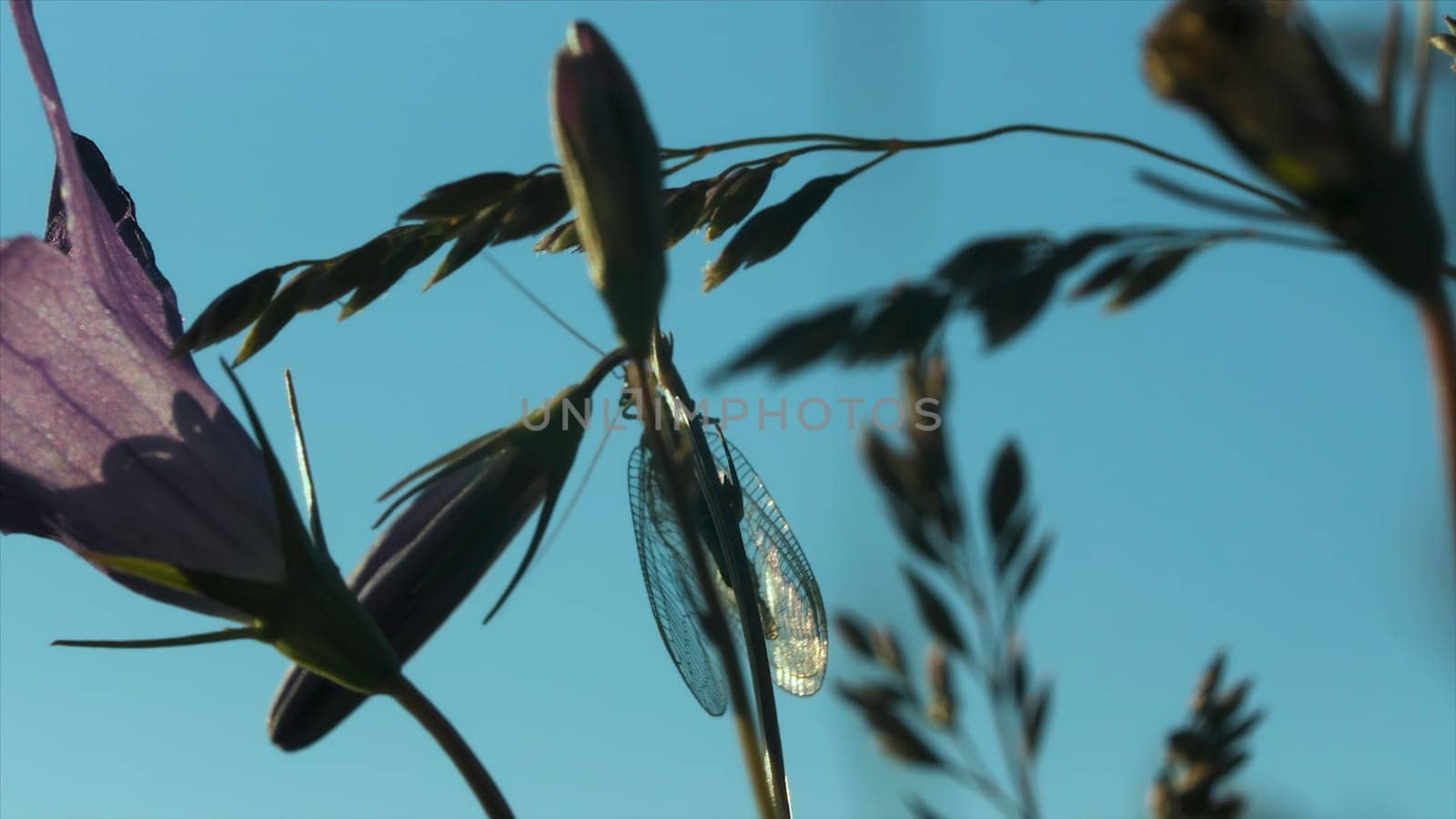 Close-up of dragonfly in grass on background blue sky. Creative. Beautiful dragonfly crawls on green grass stalk. Dragonfly on grass on clear day. Macrocosm.