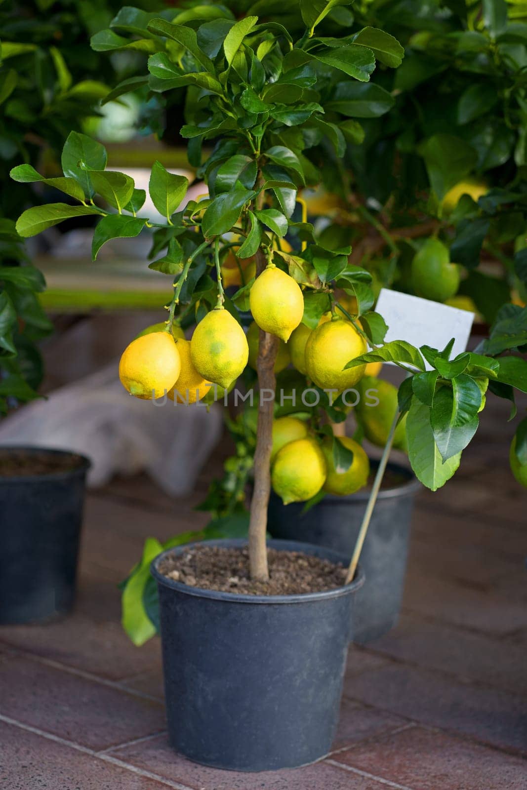 Nice. French market. Potted lemons for sale. pots of large ripe lemons for sale by aprilphoto