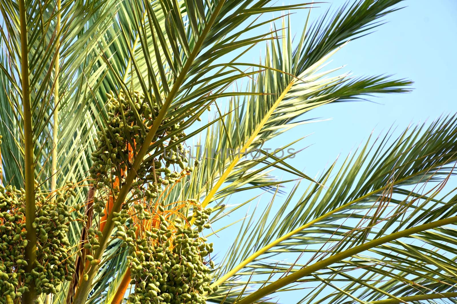 Green leaves and fruits of the date palm. Palm tree background. Jungle objects set. by aprilphoto