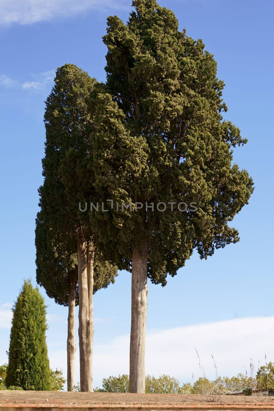 Spain. Side of the road. Beautiful cypress trees line the road. View of the road by aprilphoto