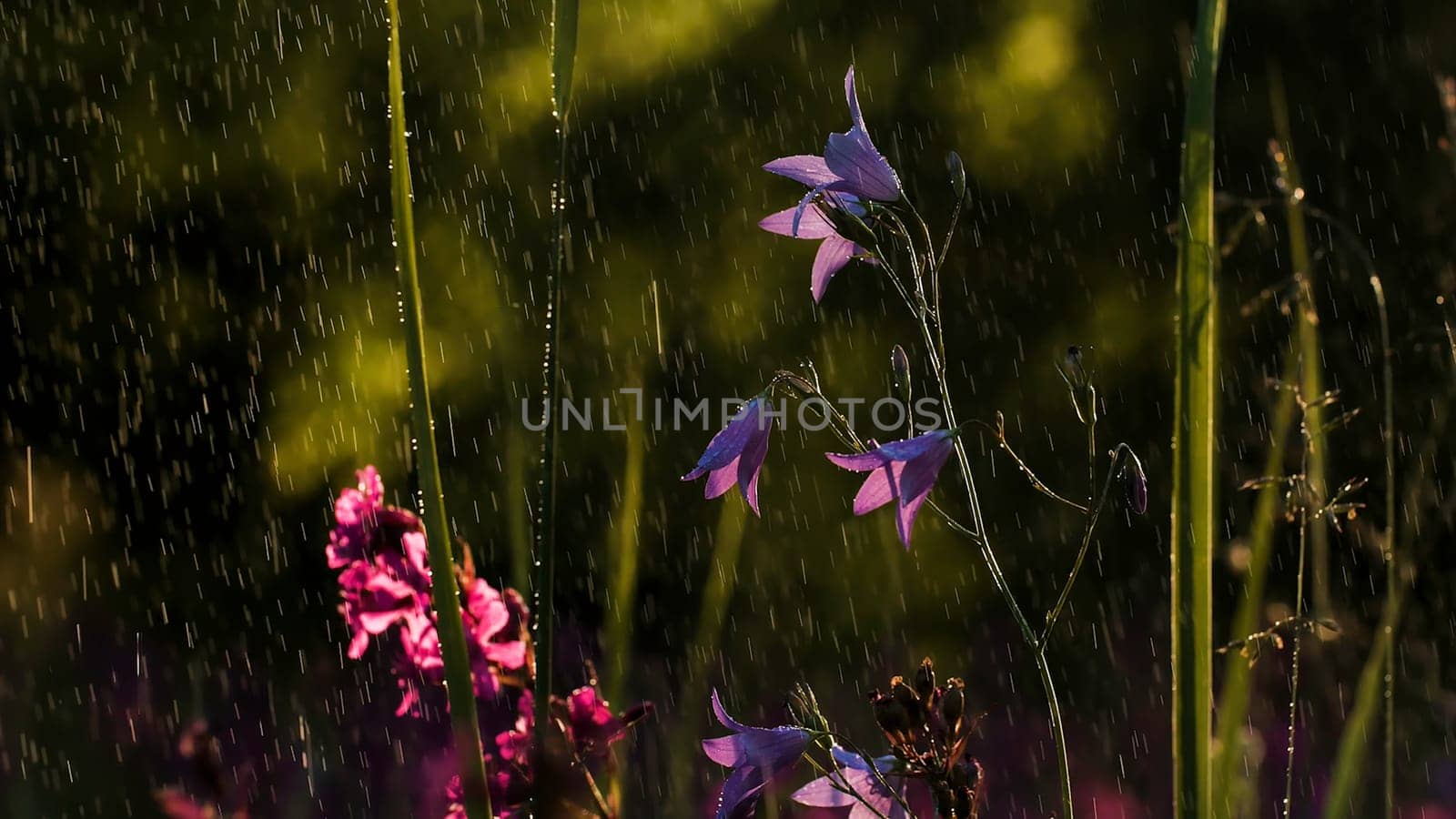 Bluebell flowers . Creative. Purple little flowers and green grass around in the rain.