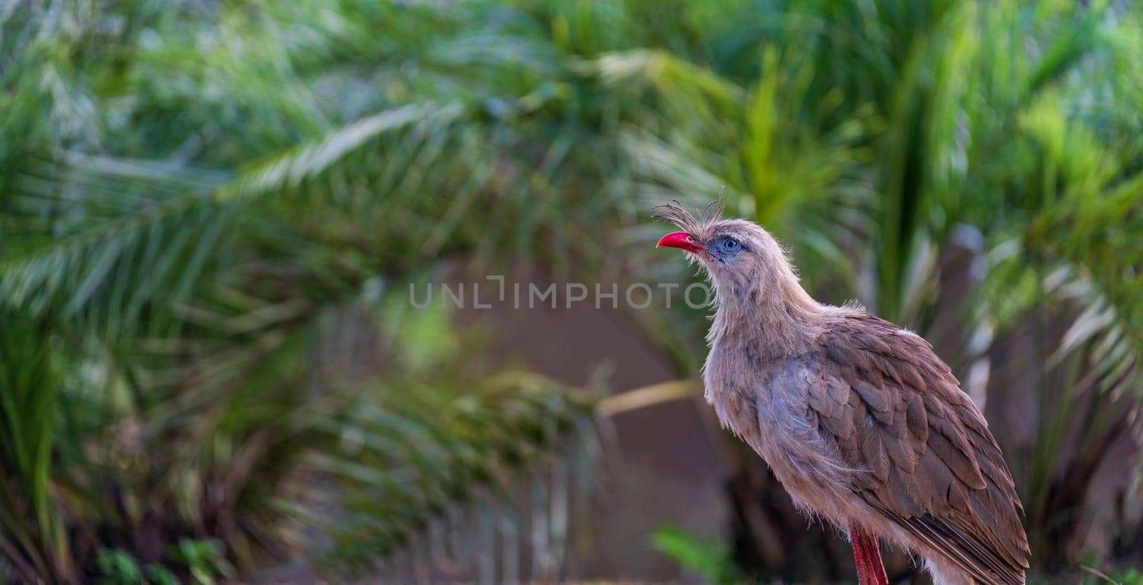 Striking red-billed seriema bird stands in verdant surroundings.