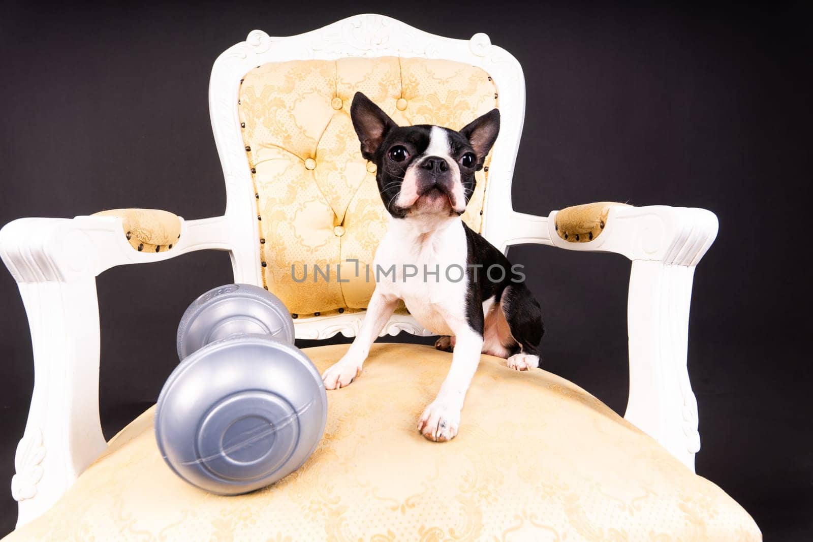 Smart puppy dog, boston terrier with sports equipment. Sport, fitness, bodybuilding concept. by Zelenin