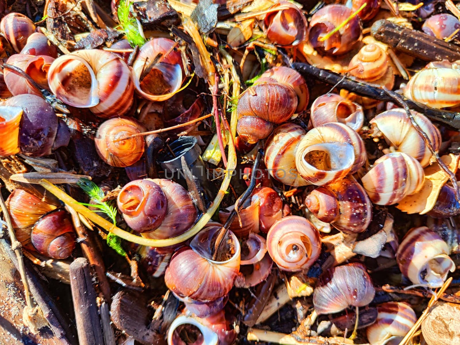 Snail shell background, texture, pattern, frame, copy space, place for text. Abstract Marine background and pattern