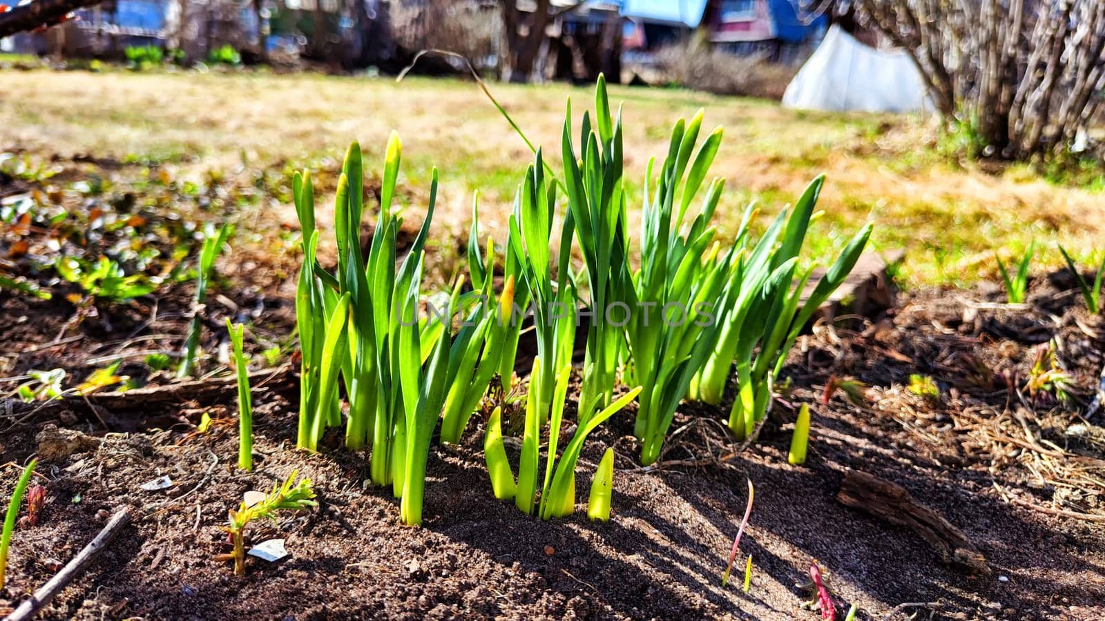 Small sprouts of fresh greenery on the earth on the bed of sunny spring day