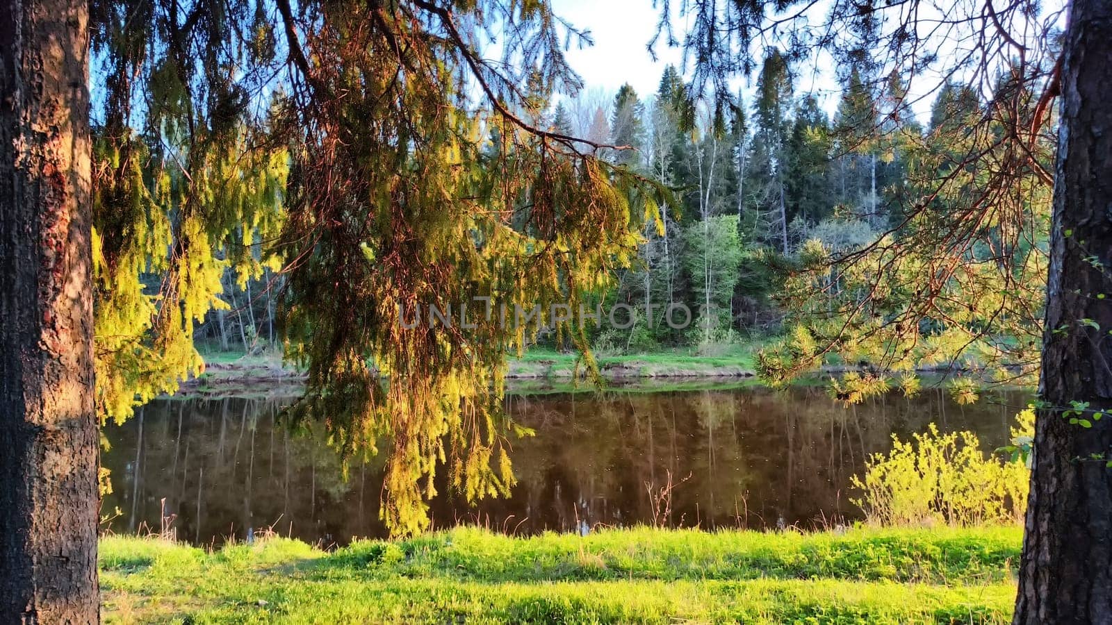 A pine forest with trees, trunks, water of a river or lake, illuminated by the summer, autumn, or spring evening sun. A beautiful natural landscape for a postcard or wallpaper