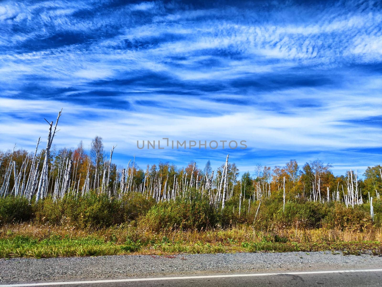 The view from the car window at the trunks of dead birches on the side of the road and the blue sky with white clouds. Trees that died due to poor ecology and swamps. Views and travel experiences by keleny