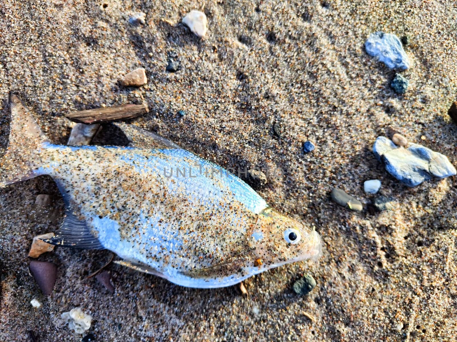 Dead fish on the sand by the sea or river. Concept of bad ecology, environmental pollution, water pollution