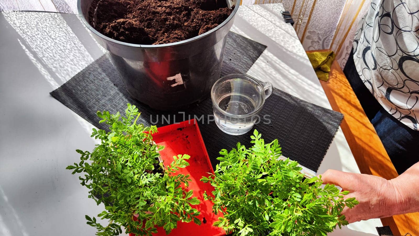 Planting marigold flowers in pot. Reproduction of plants in spring. Young flower shoots and greenery for garden. The hands of an elderly woman, a bucket of earth and green bushes and twigs with leaves by keleny