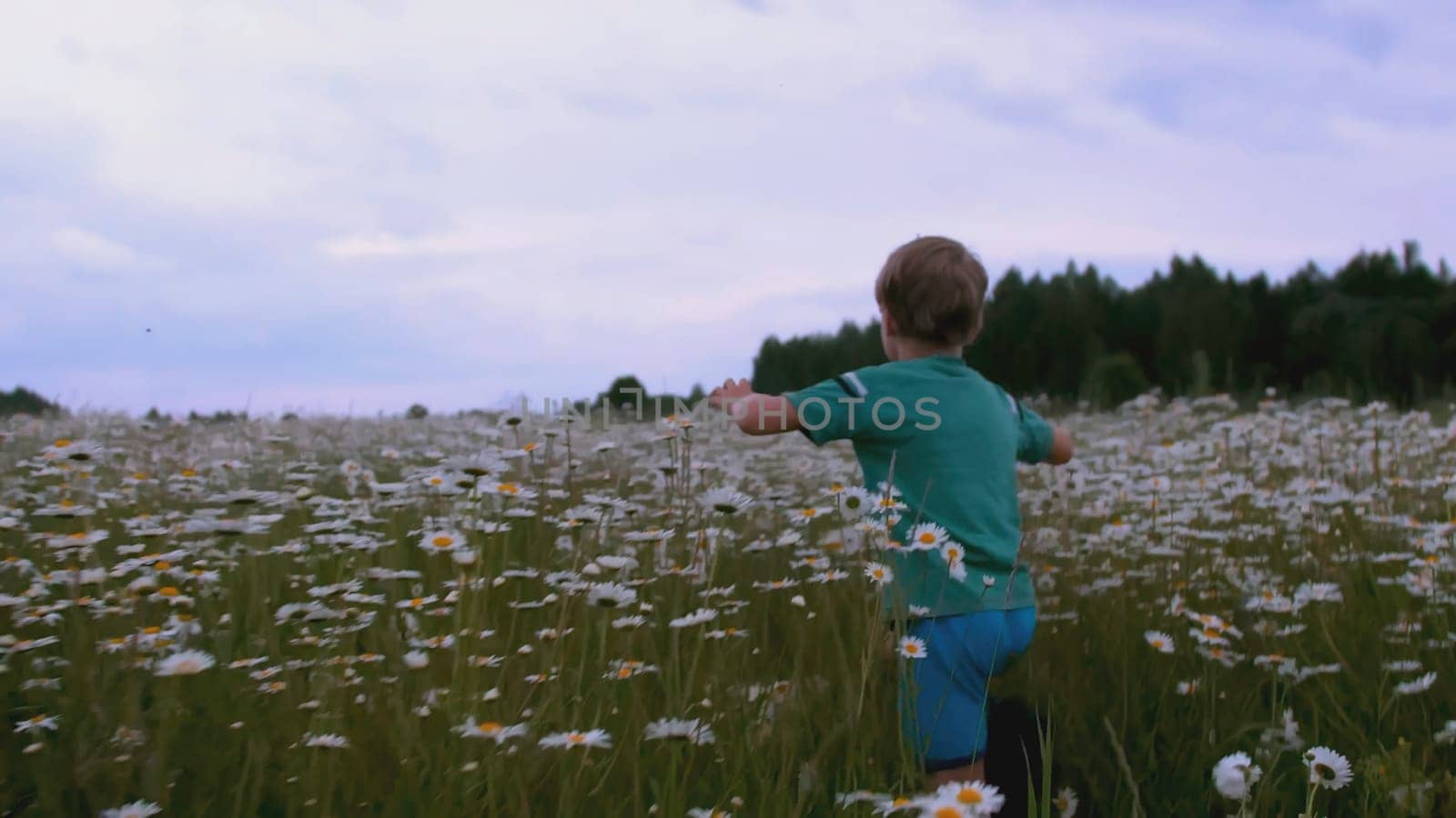 The boy runs through the meadow with flowers. CREATIVE. Rear view of a child running through a field of daisies. A child in blue clothes runs through the tall grass with daisies by Mediawhalestock