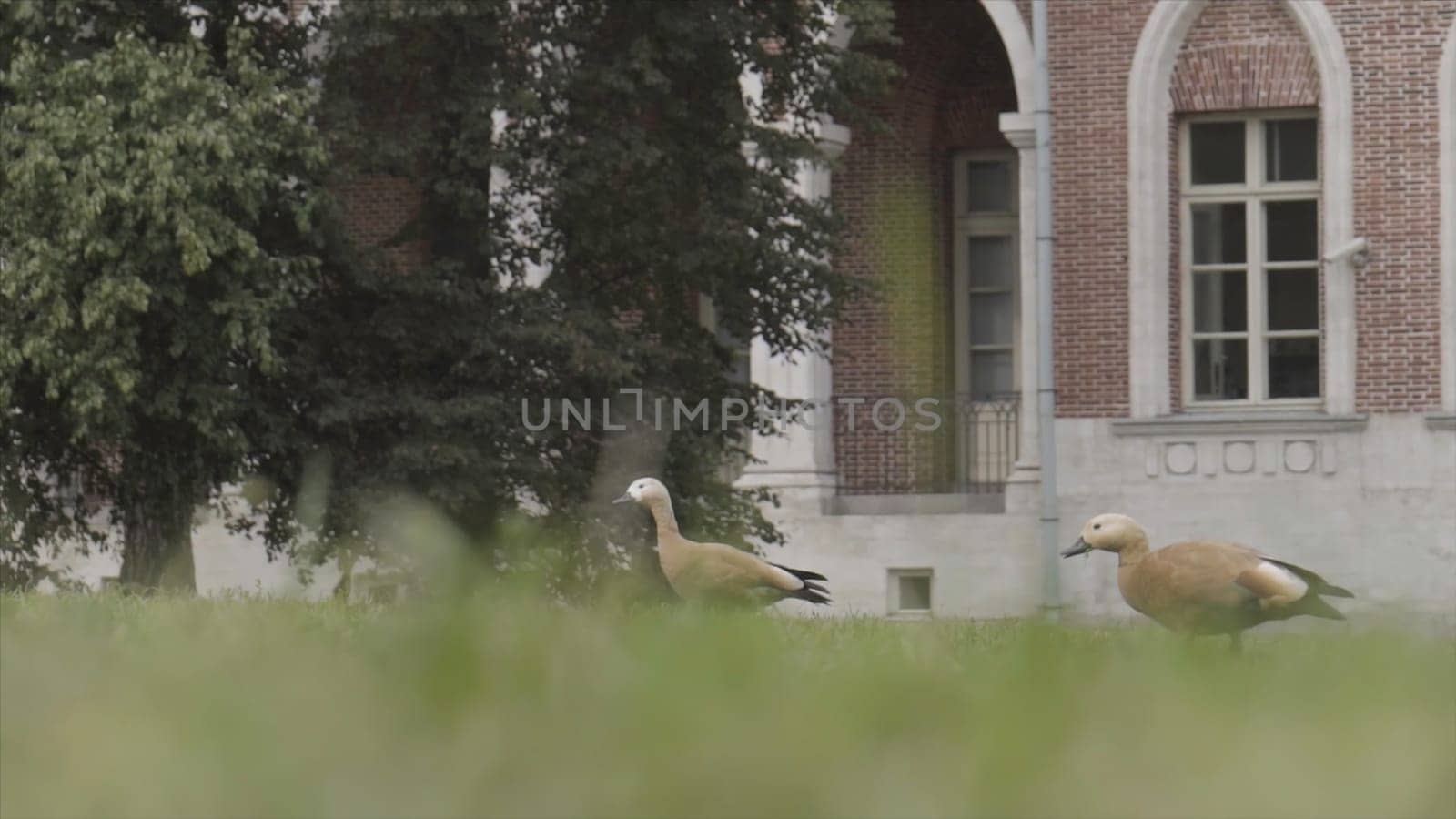 Two beautiful birds on the summer lawn. Ruddy shelducks looking for food and walking on the green grass in front of red and hite brick building.