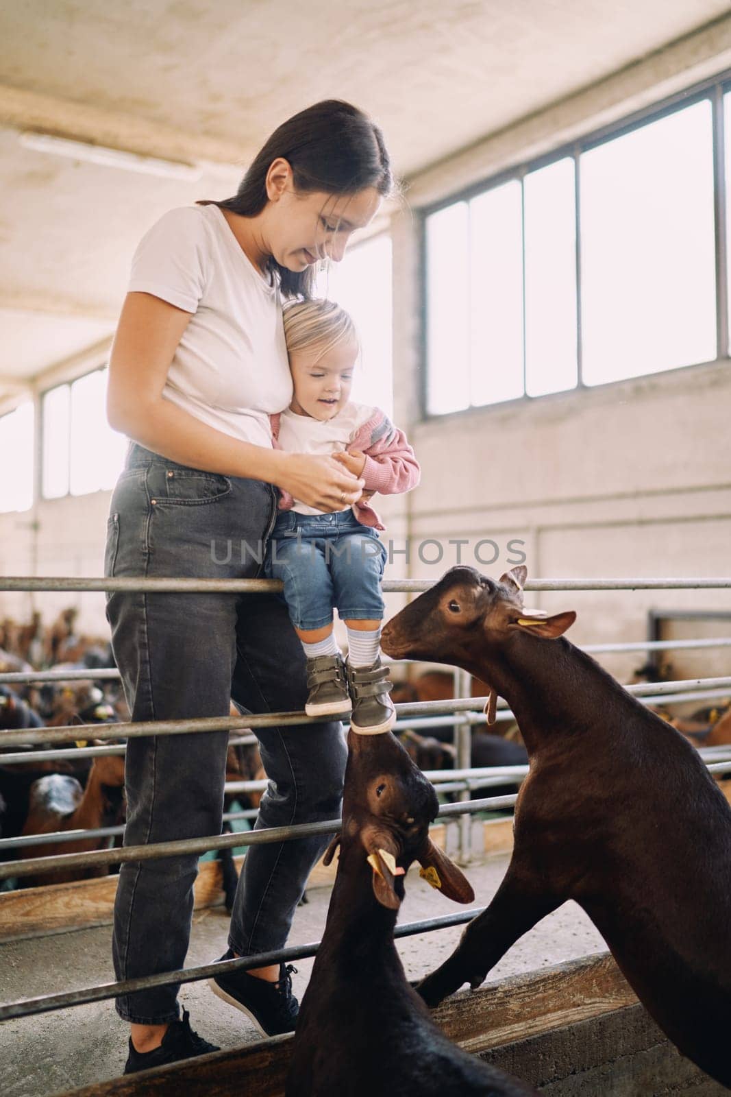 Goats are sniffing a little girl sitting on the fence of a paddock with her mother standing behind her. High quality photo