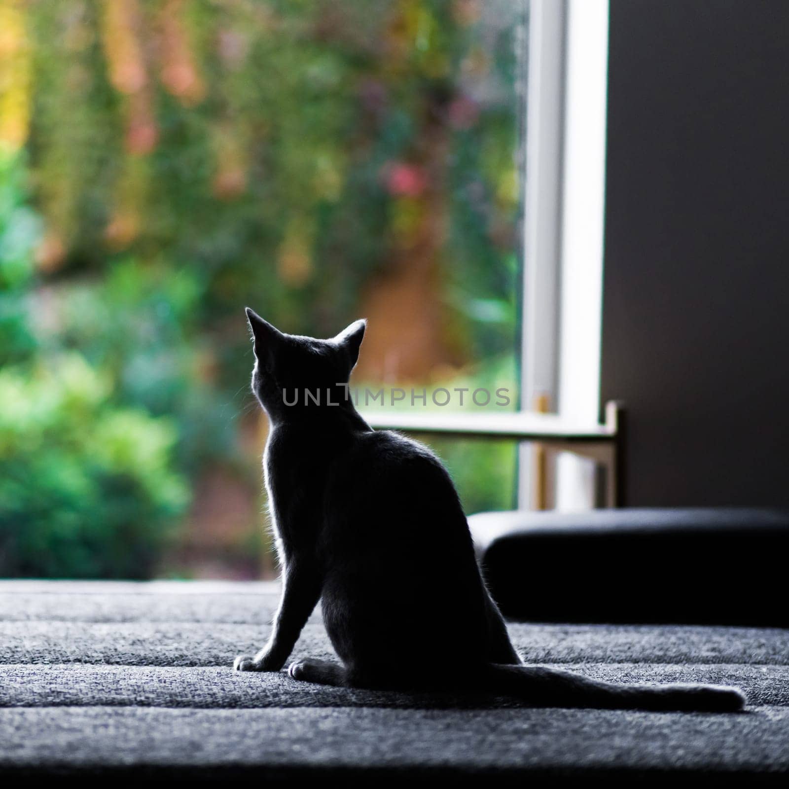Young cat sitting on big bed in room, silhouette photo. Garden view