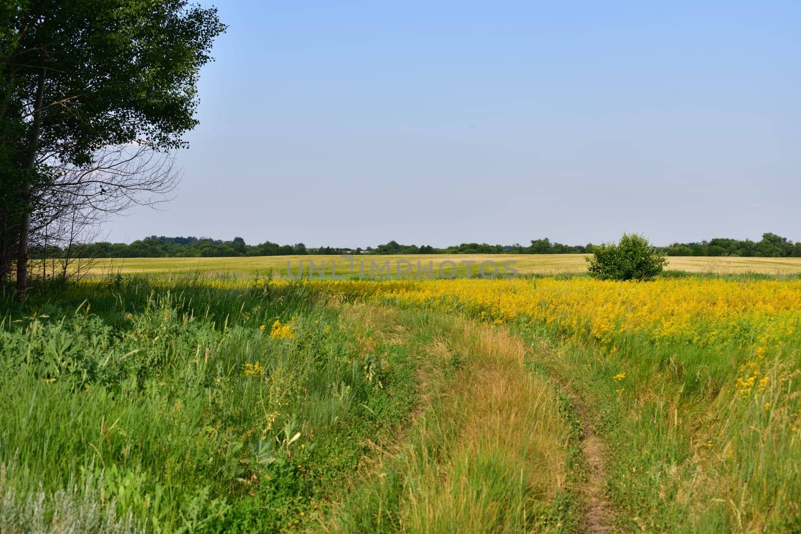 Glade with yellow bedstraw and trees, Russia by olgavolodina