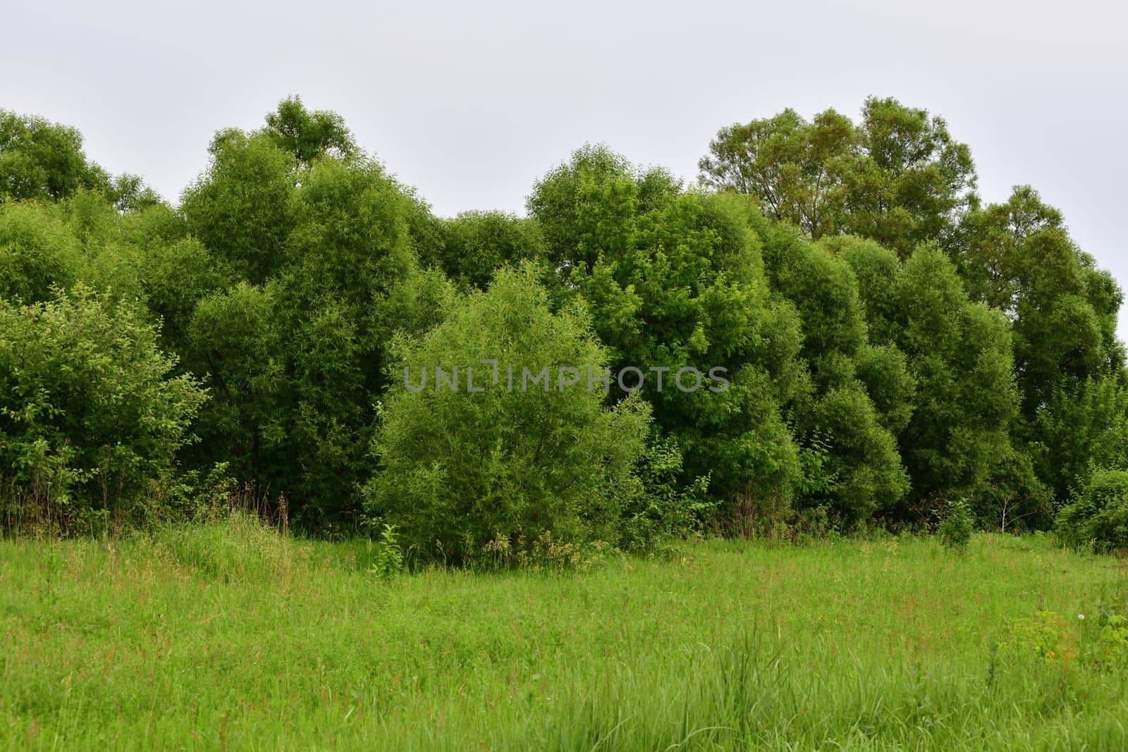 Nature of Russia at beginning of summer - wild grass and willow trees