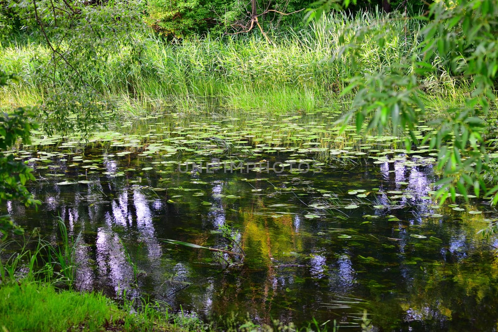 Fragment of a stream overgrown with algae and water lily leaves