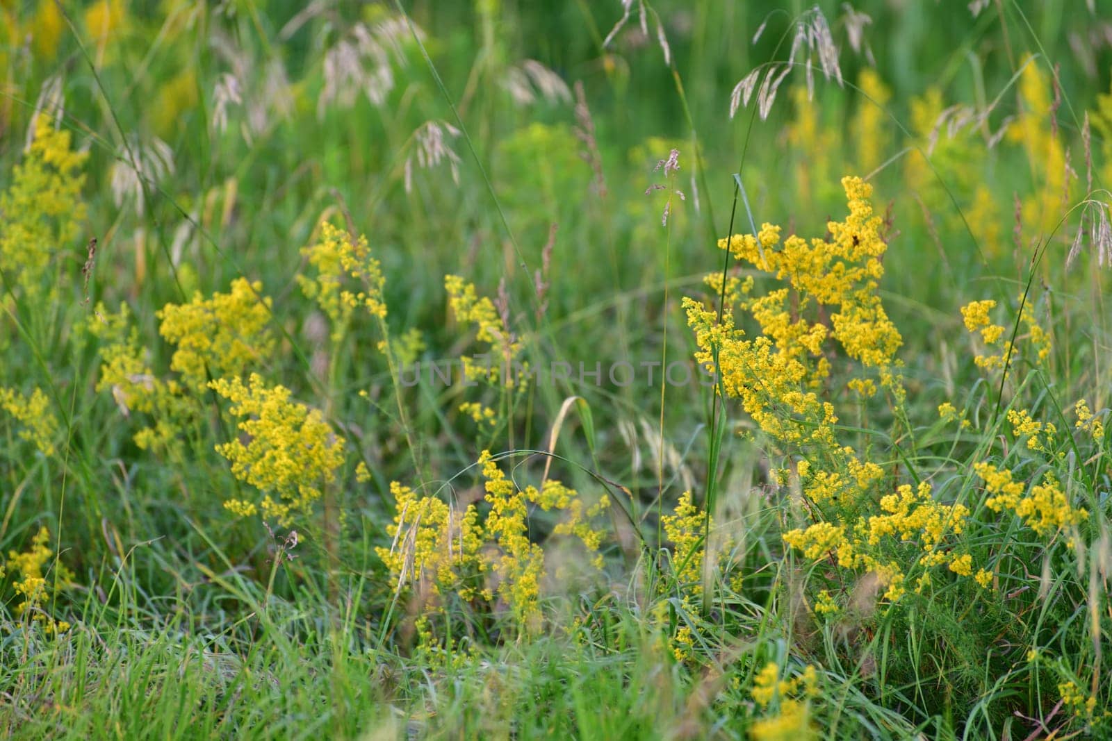 Galium or bedstraw - meadow grass in Russia by olgavolodina