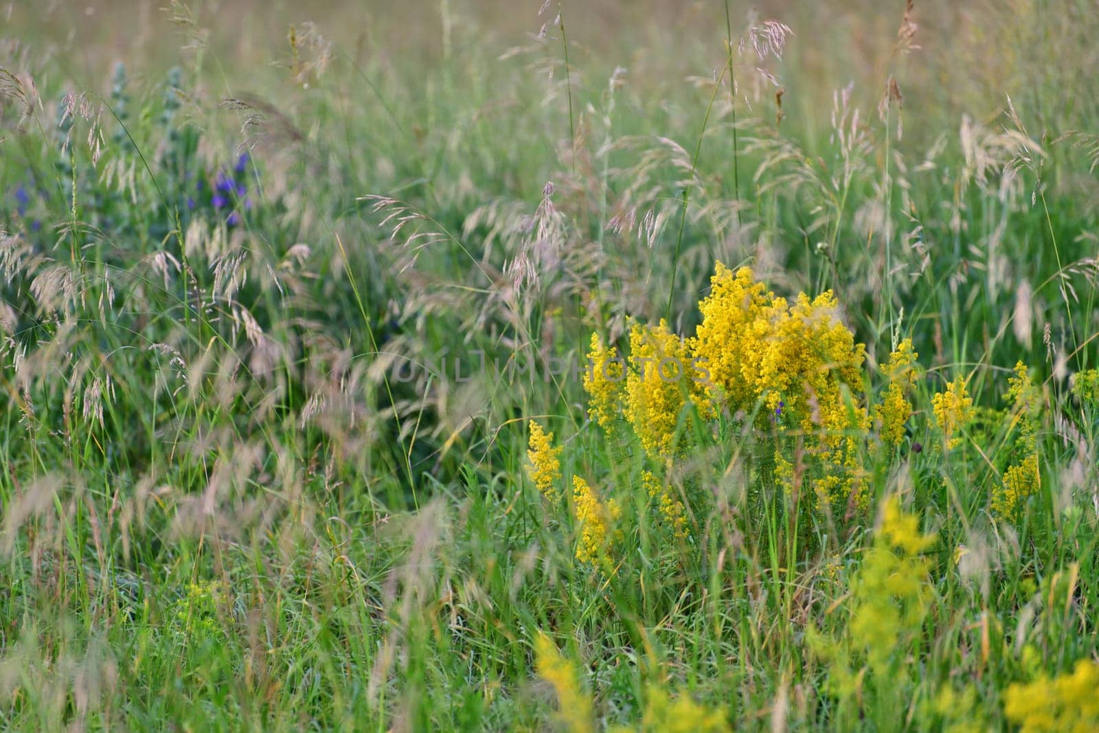 Galium or a bedstraw - meadow plant in Russia