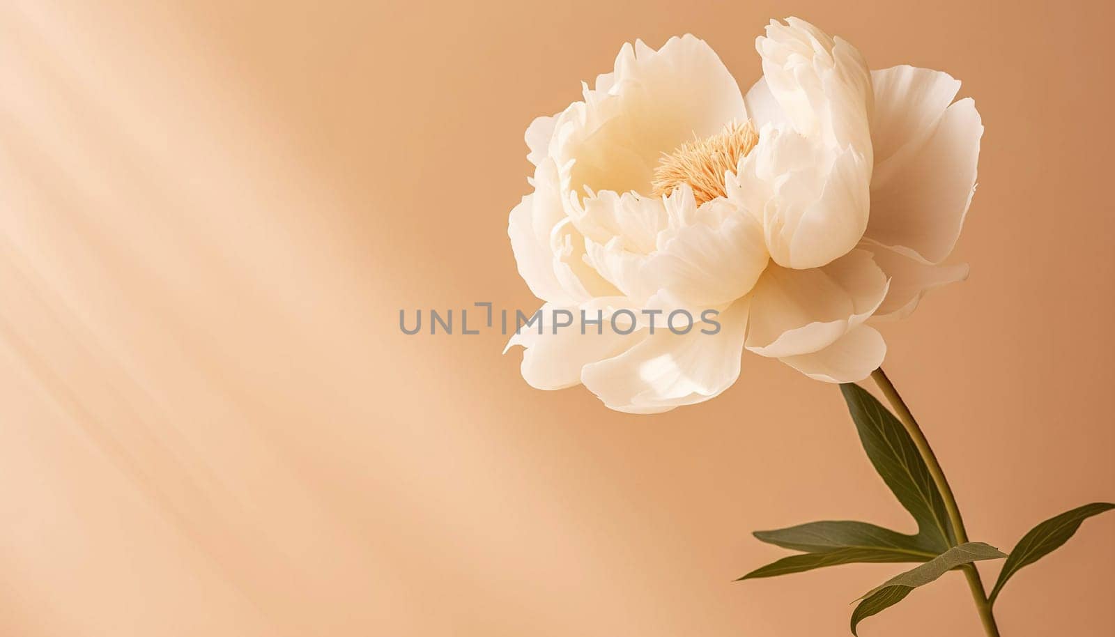White peony flower on a beige wall. Minimal stylish flower arrangement still life. Banner with copy space. by kizuneko