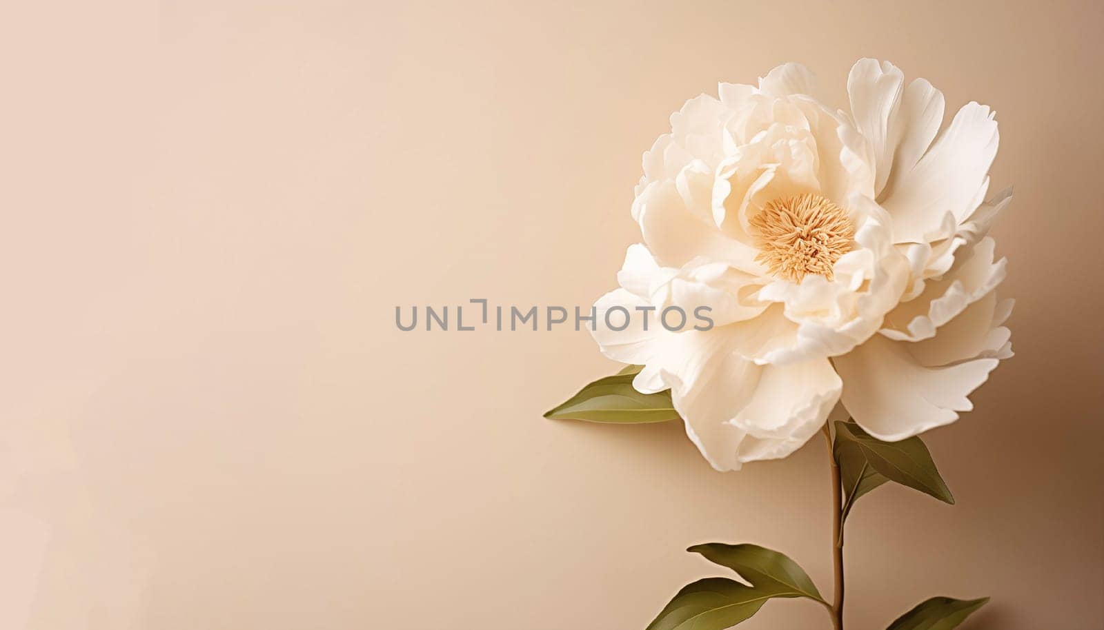 White peony flower on a beige wall. Minimal stylish flower arrangement still life. Banner with copy space. High quality photo