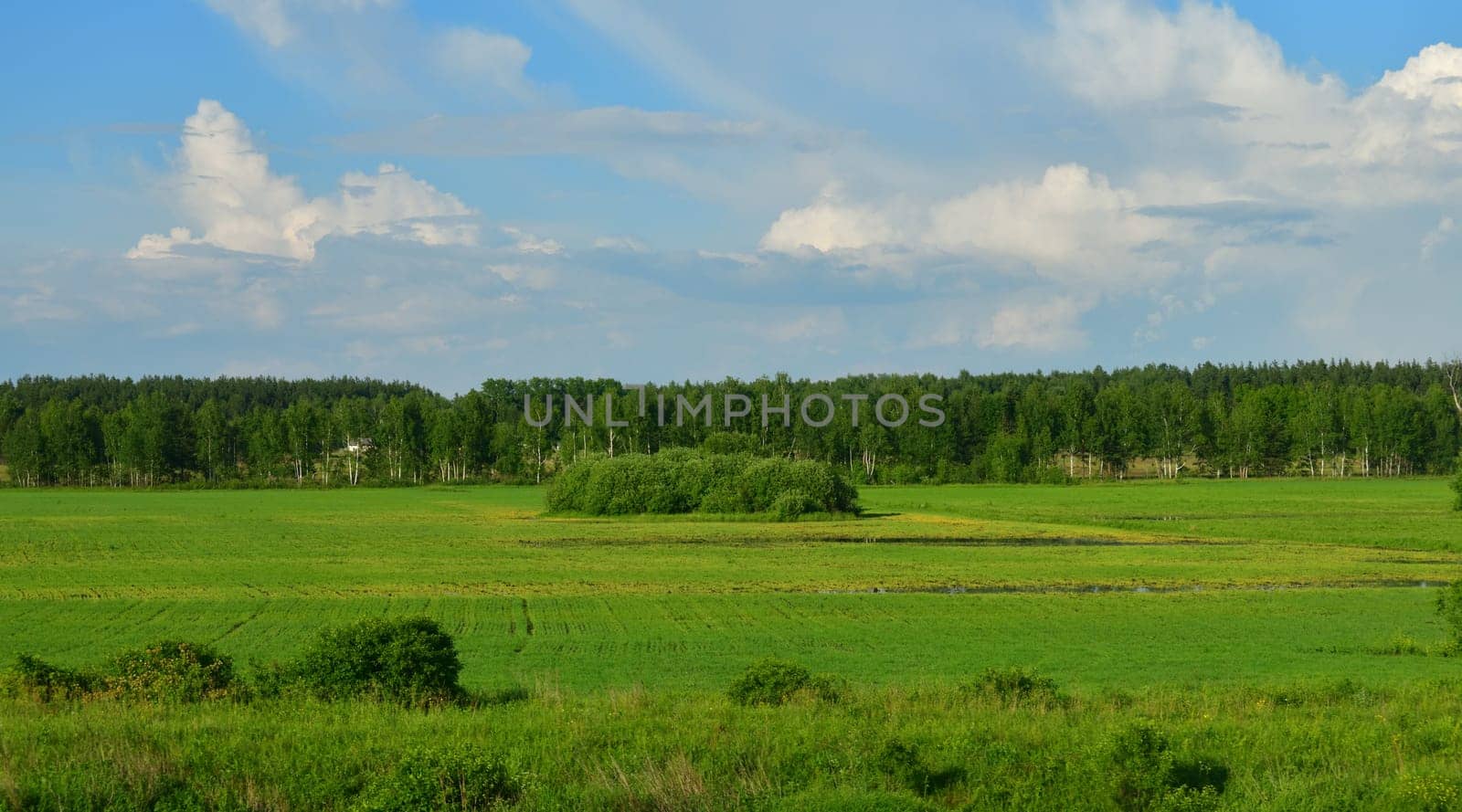 Nature of Russia at the beginning of summer - wild grass and birch trees by olgavolodina