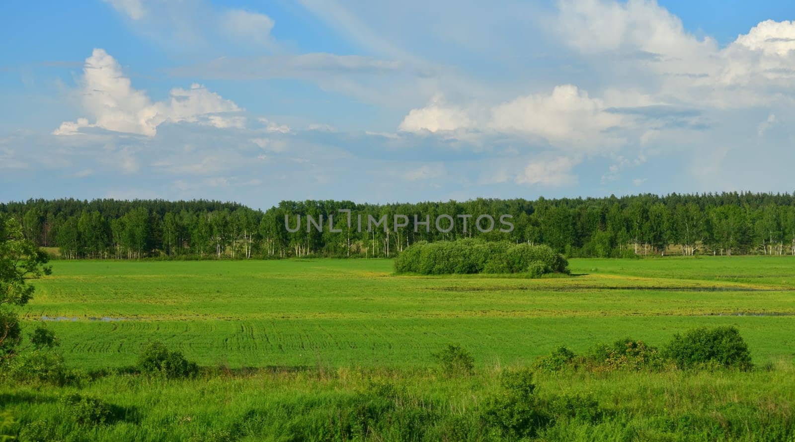 Nature of Russia at the beginning of summer - wild grass and birch trees by olgavolodina