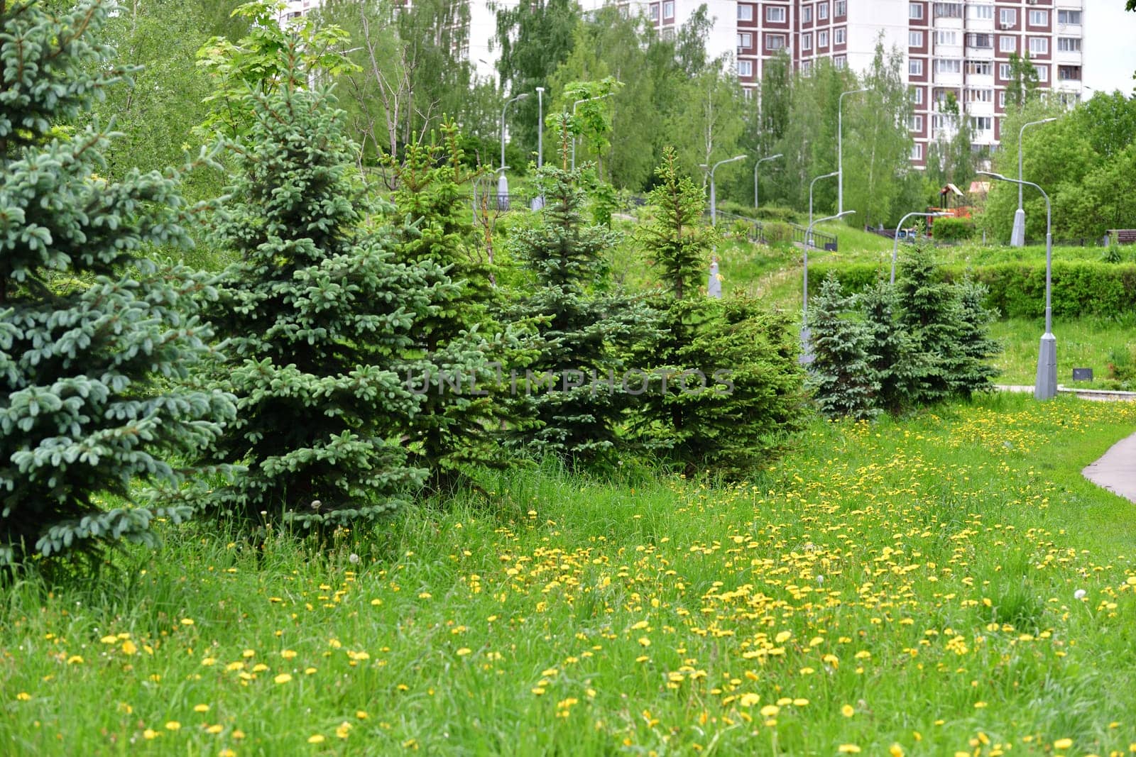 spruce in urban landscape in Moscow, Russia