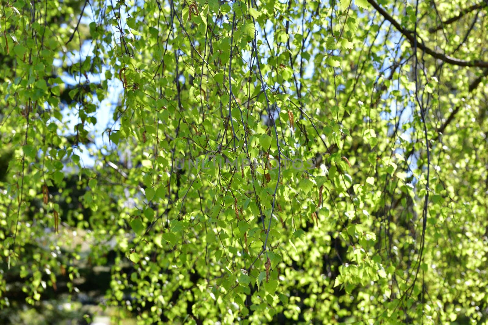 Young birch branches with catkins in spring by olgavolodina