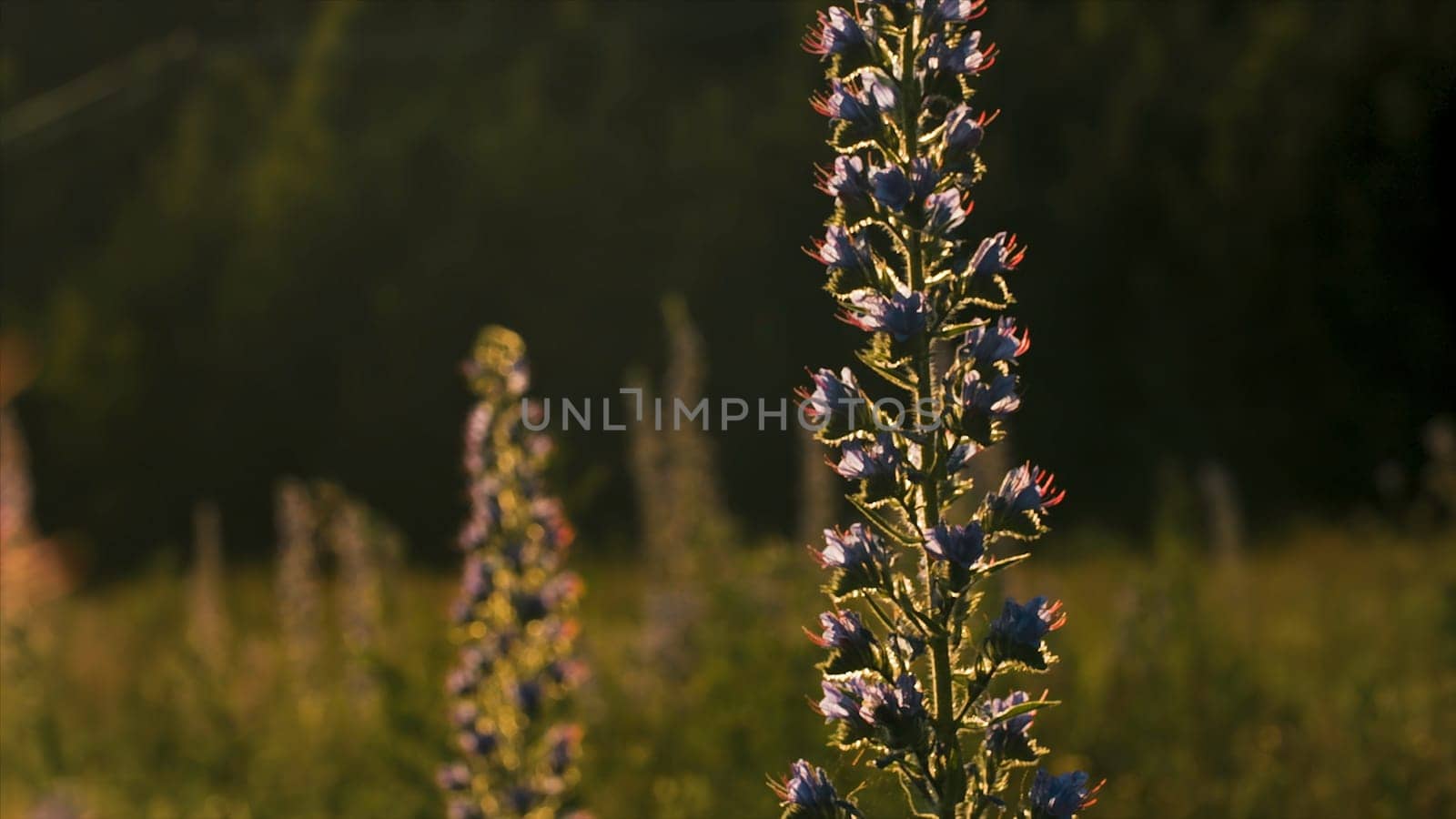 Close-up of beautiful wild flower with sunlight. Creative. Beautiful elongated flower in rays of sun on summer meadow. Meadow sage flower on sunny day.
